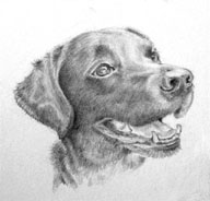 Labrador drawing by Carol Rowlands